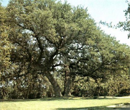 Twin Oaks-1969